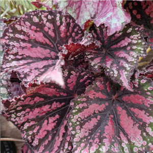 Begonia 'Star Bright'